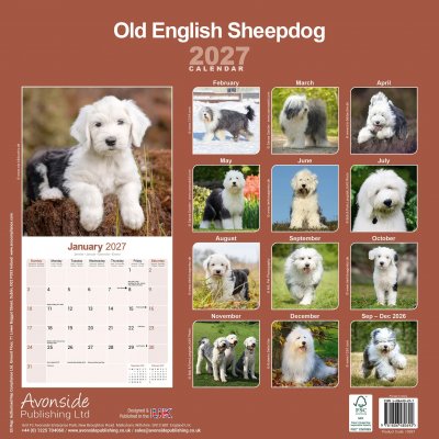 Old english sheepdog väggkalender 2027