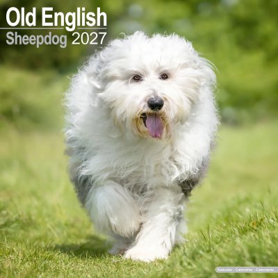 Old english sheepdog väggkalender 2027