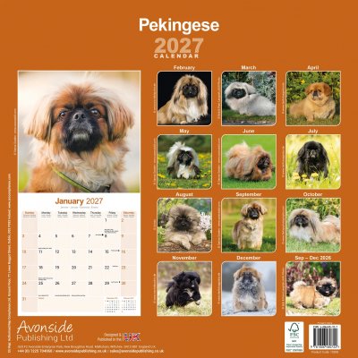 Pekingese väggkalender 2027