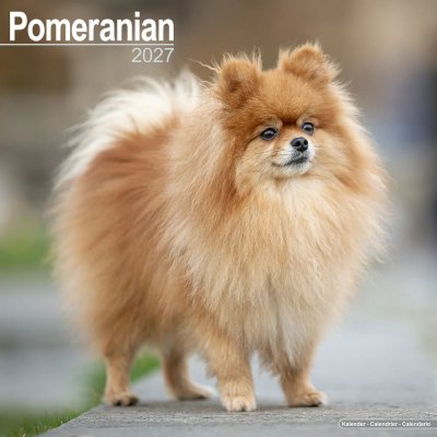 Pomeranian väggkalender 2027