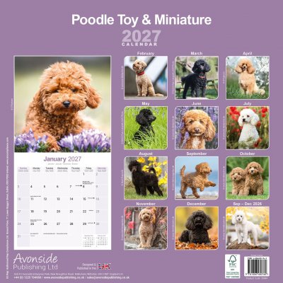 Pudel (toy & miniature) väggkalender 2027