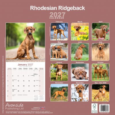 Rhodesian ridgeback väggkalender 2027