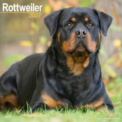 Rottweiler väggkalender 2027