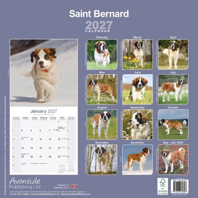Sankt bernhardshund väggkalender 2027