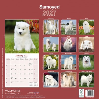 Samojedhund väggkalender 2027