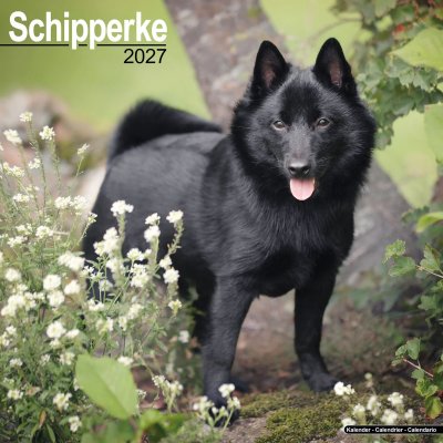 Schipperke väggkalender 2027