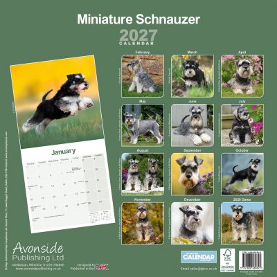 Dvärgschnauzer väggkalender 2027