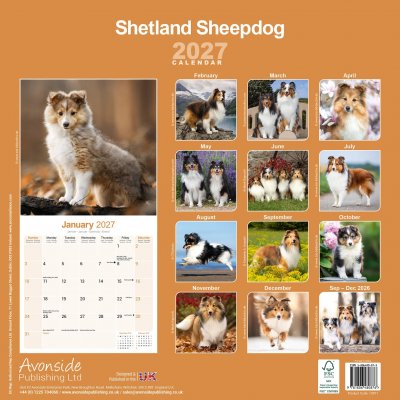 Shetland sheepdog väggkalender 2027