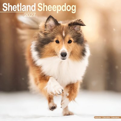 Shetland sheepdog väggkalender 2027