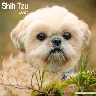 Shih tzu väggkalender 2027