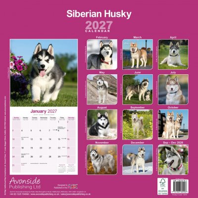 Siberian husky väggkalender 2027