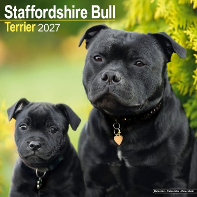 Staffordshire bullterrier väggkalender 2027