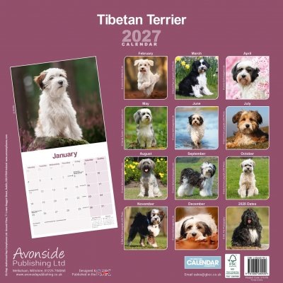 Tibetansk terrier väggkalender 2027