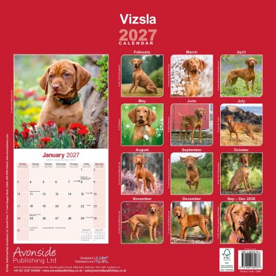 Ungersk vizsla väggkalender 2027