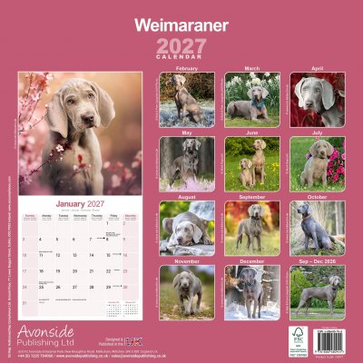 Weimaraner väggkalender 2027