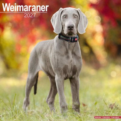 Weimaraner väggkalender 2027