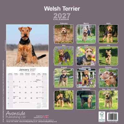 Welshterrier väggkalender 2027