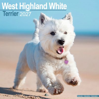 West highland white terrier väggkalender 2027