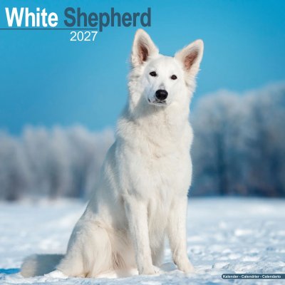 Vit herdehund väggkalender 2027