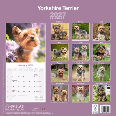 Yorkshireterrier väggkalender 2027