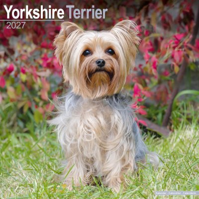 Yorkshireterrier väggkalender 2027