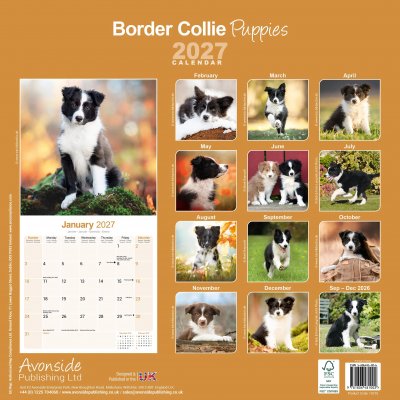 Border collie valpar väggkalender 2027