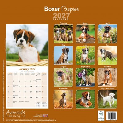 Boxer valpar väggkalender 2027
