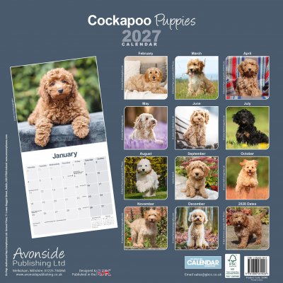 Cockapoo valpar väggkalender 2027