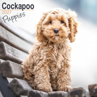 Cockapoo valpar väggkalender 2027
