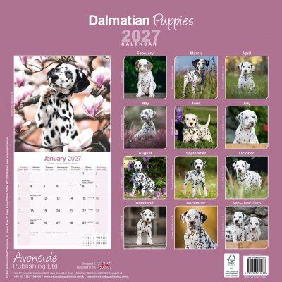 Dalmatiner valpar väggkalender 2027