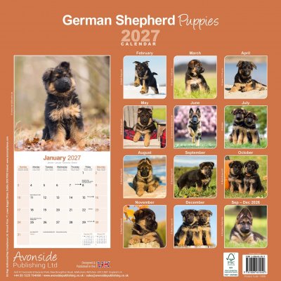 Tysk schäferhund valpar väggkalender 2027