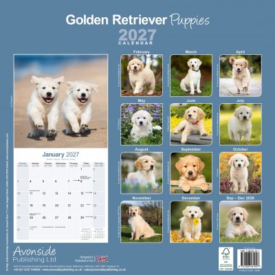 Golden retriever valpar 2027