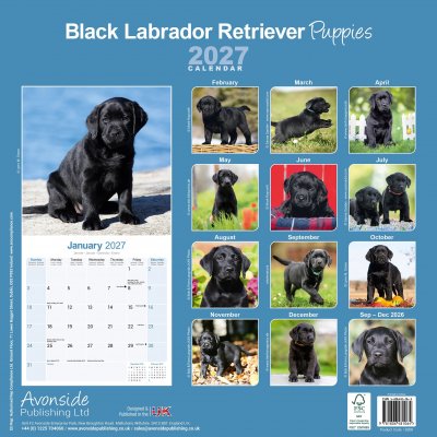 Labrador retriever (svart) valpar väggkalender 2027