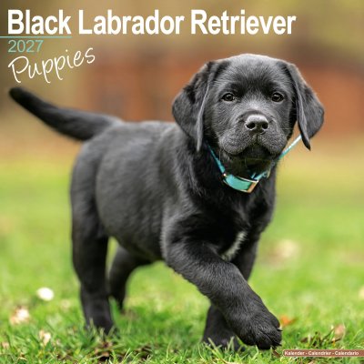 Labrador retriever (svart) valpar väggkalender 2027