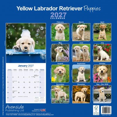 Labrador retriever (gul) valpar väggkalender 2027
