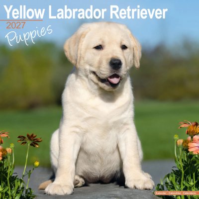 Labrador retriever (gul) valpar väggkalender 2027