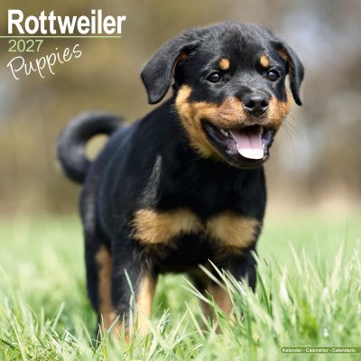 Rottweiler valpar väggkalender 2027