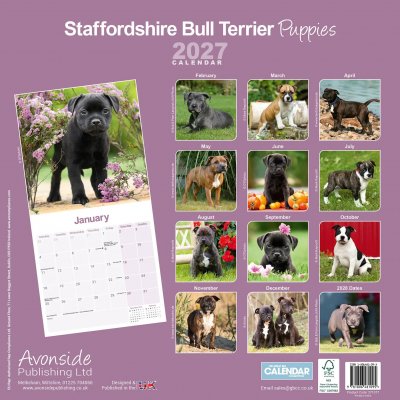 Staffordshire bullterrier valpar väggkalender 2027