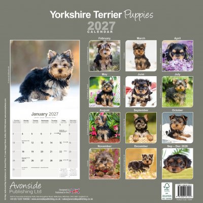 Yorkshireterrier valpar väggkalender 2027