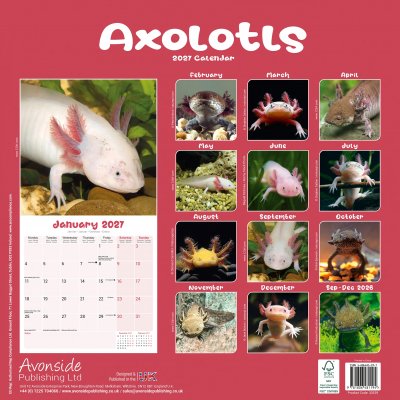 Axolotl väggkalender 2027