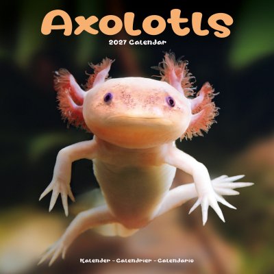 Axolotl väggkalender 2027