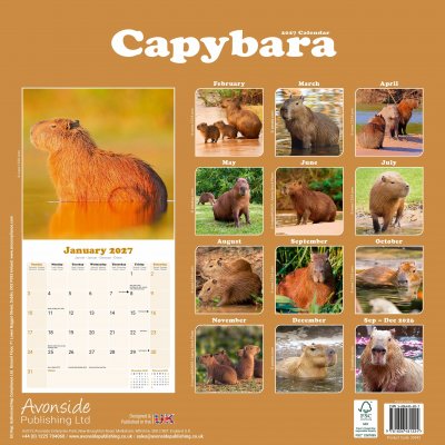 Capybara väggkalender 2027