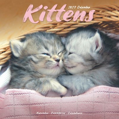 Kattungar väggkalender 2027