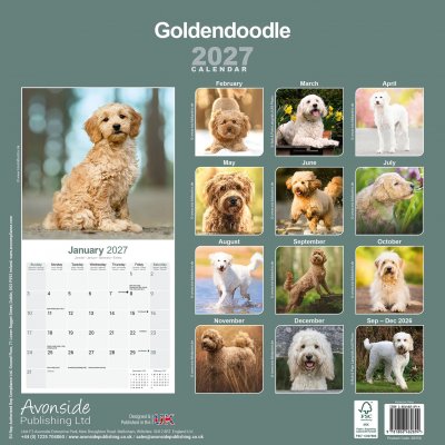 Goldendoodle väggkalender 2027
