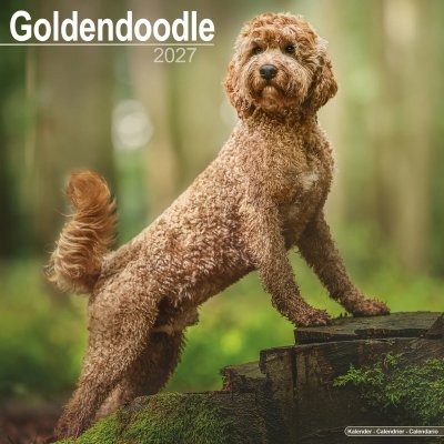 Goldendoodle väggkalender 2027