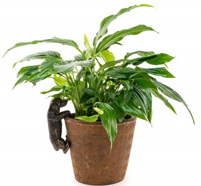 Tax (korthårig) Pot Buddy 1-pack