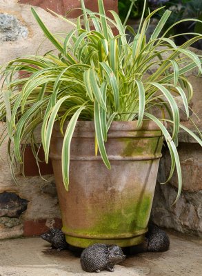 Igelkott krukfötter 3-pack