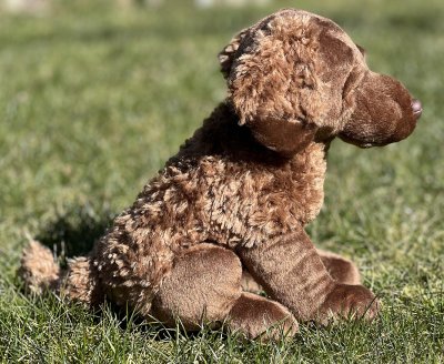 Chesapeake bay retriever mjukisdjur två varianter