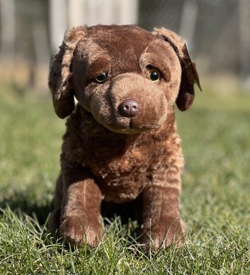 Chesapeake bay retriever mjukisdjur två varianter