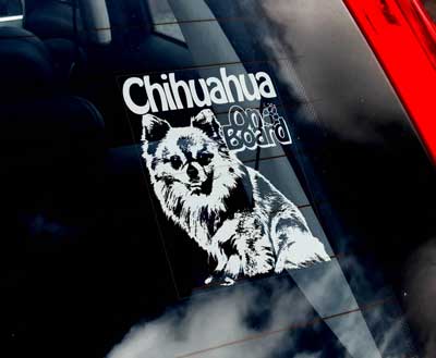 Chihuahua (långhårig) bildekal V2 - on board